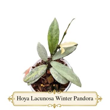 Hoya Lacunosa Winter Pandora