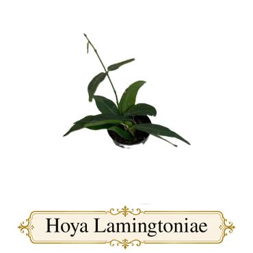 Hoya Lamingtoniae
