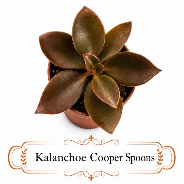 Kalanchoe Cooper Spoons succulent in a pot.