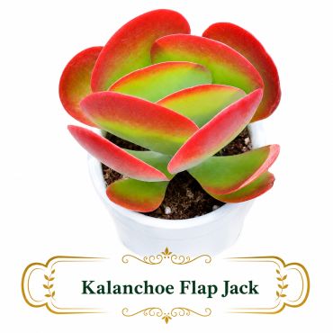 Vibrant Kalanchoe Flap Jack succulent in white pot.