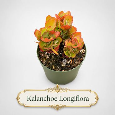 Kalanchoe Longiflora succulent plant in a green pot.
