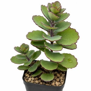 Green succulent plant with thick leaves in a black pot.