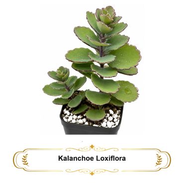 Kalanchoe Loxiflora succulent plant in a pot.