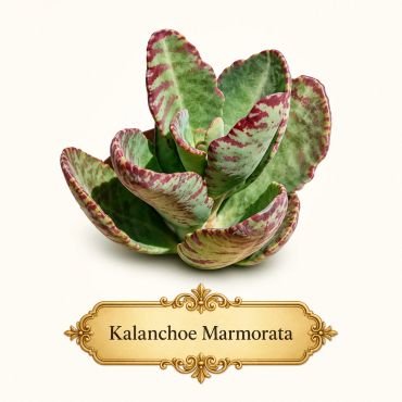 Close-up of Kalanchoe marmorata plant with green and maroon leaves.