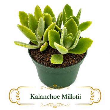 A green potted Kalanchoe Millotii succulent plant.