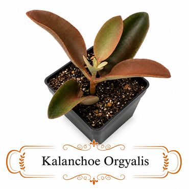 Kalanchoe Orgyalis succulent in a black pot.
