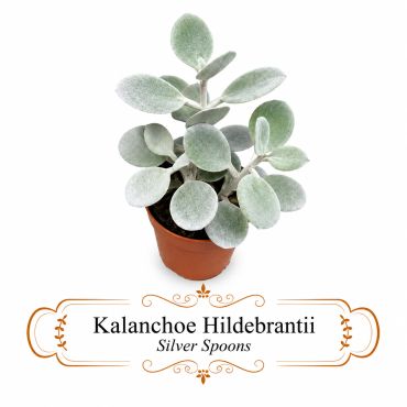 Kalanchoe Hildebrantii 'Silver Spoons' with round, silver-gray leaves.