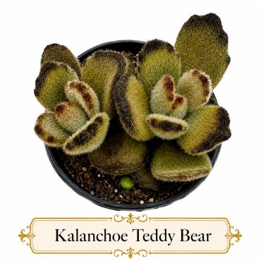 Kalanchoe Teddy Bear succulent with fuzzy leaves in a pot.