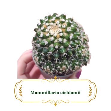 Close-up of Mammillaria eichlamii cactus held in hand.