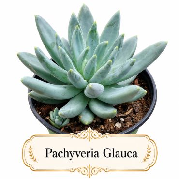 A green Pachyveria Glauca succulent in a black pot with soil.
