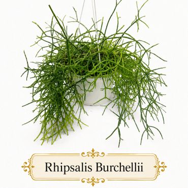 Rhipsalis Burchellii hanging plant with slender green stems.