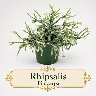 Potted Rhipsalis Pilocarpa plant with delicate green stems and white spots.