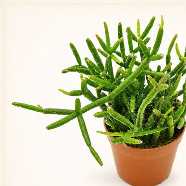 Rhipsalis Baccifera, a green succulent plant in a brown pot.