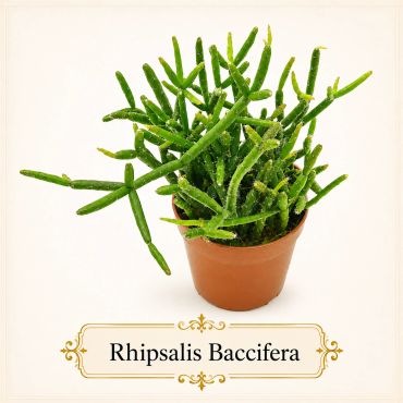Rhipsalis Baccifera, a green succulent plant in a brown pot.
