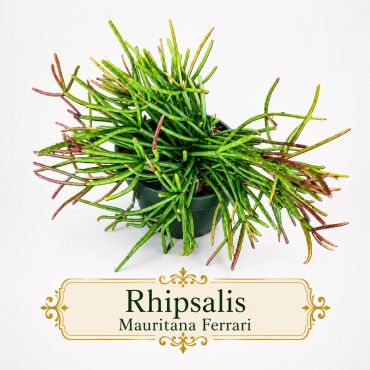 Potted Rhipsalis Mauritana Ferrari succulent plant with green and reddish stems.
