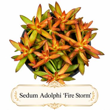 Top view of a Sedum Adolphi 'Fire Storm' succulent with fiery orange and green leaves.
