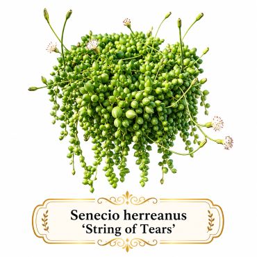 Close-up of Senecio herreanus 'String of Tears' succulent with green bead-like leaves.