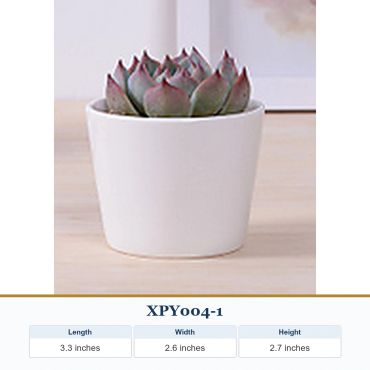 Small succulent plant in a white pot on a wooden surface.