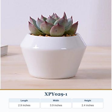 Small succulent plant in a white geometric pot on a light wooden surface.
