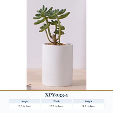 Small succulent plant in a white cylindrical pot on a wooden surface.