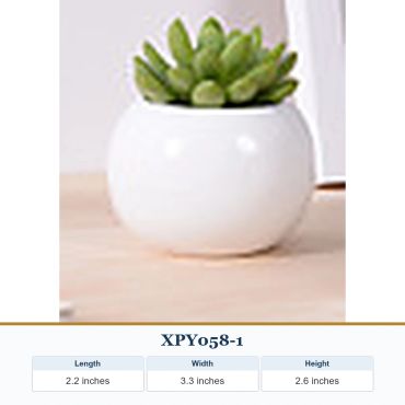 Small succulent plant in a white round pot on wooden surface.