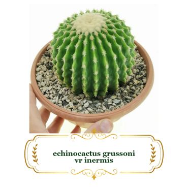 A hand holding a potted Echinocactus grussoni cactus with gravel.