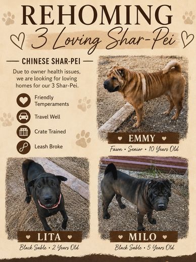 Flyer for rehoming three Shar-Pei dogs due to owner health issues.