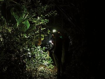 Nocturnal Hike