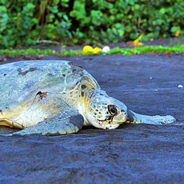 Tortuga verde en la playa