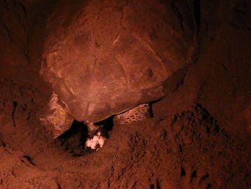 Turtle Nesting Tour