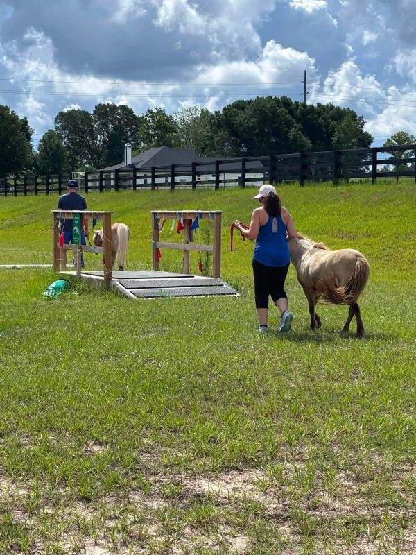 Two people leading miniature horses over a small ramp outdoors.