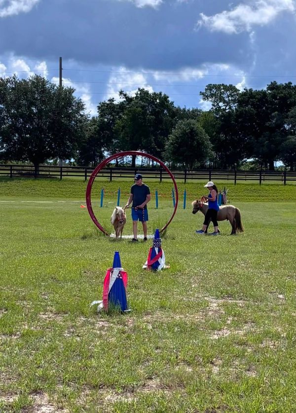 Two people leading ponies through an outdoor obstacle course.