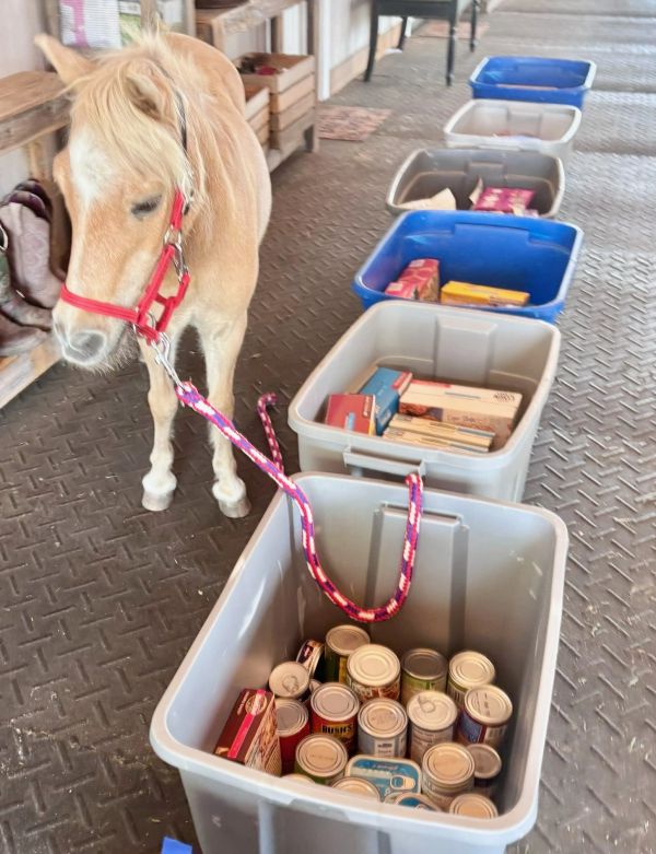 A small horse near containers filled with canned goods and supplies.