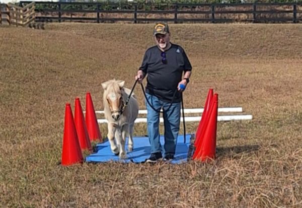 Man walking a small white horse through a cone pathway.