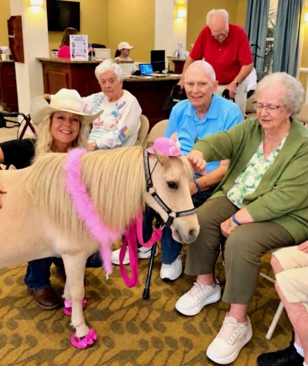 Seniors enjoy petting a small horse dressed with pink accessories.