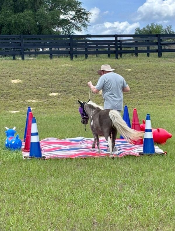 Man leads a miniature horse on a blanket with traffic cones.