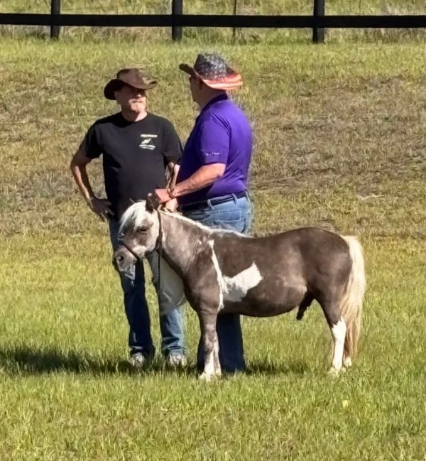 Two men with a miniature horse on grass field.