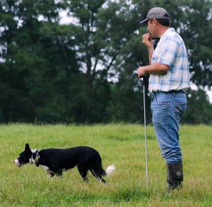 Stock Dog Training & Sales