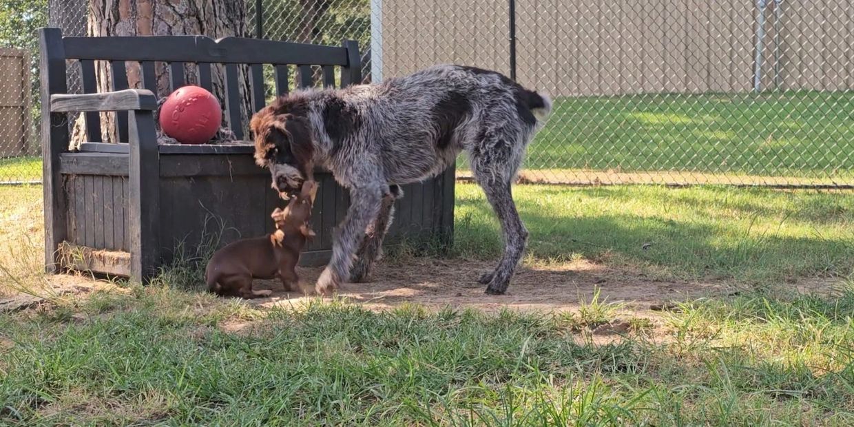 Dog with pet on the garden In front of Red Boll
