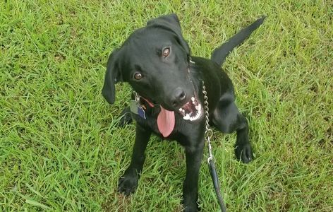 A black dog sitting on a grass