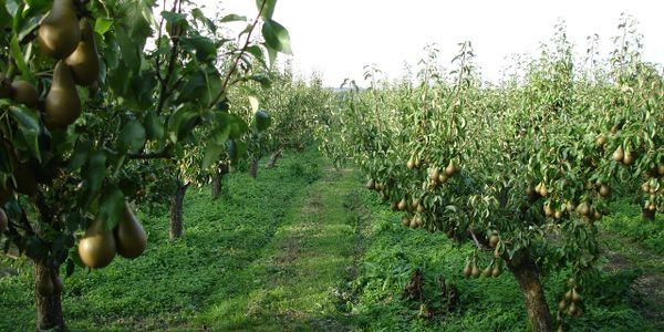 pear orchard