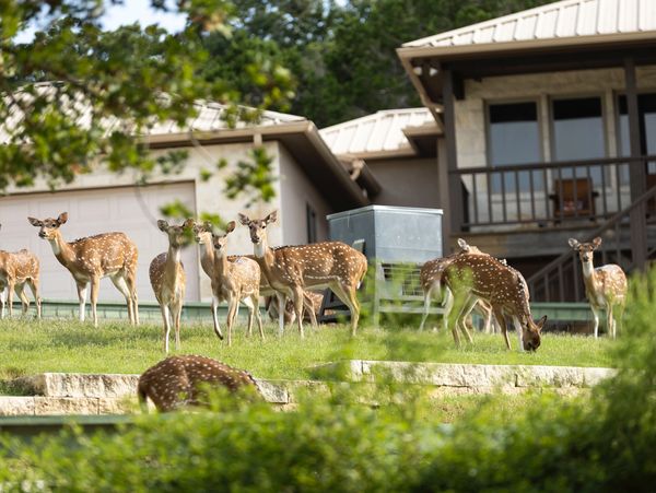 Axis Deer photo by Jennifer Dean