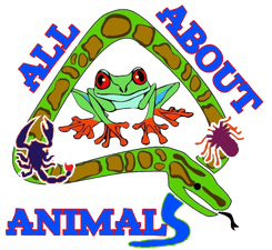 www allaboutanimanimalslive com all