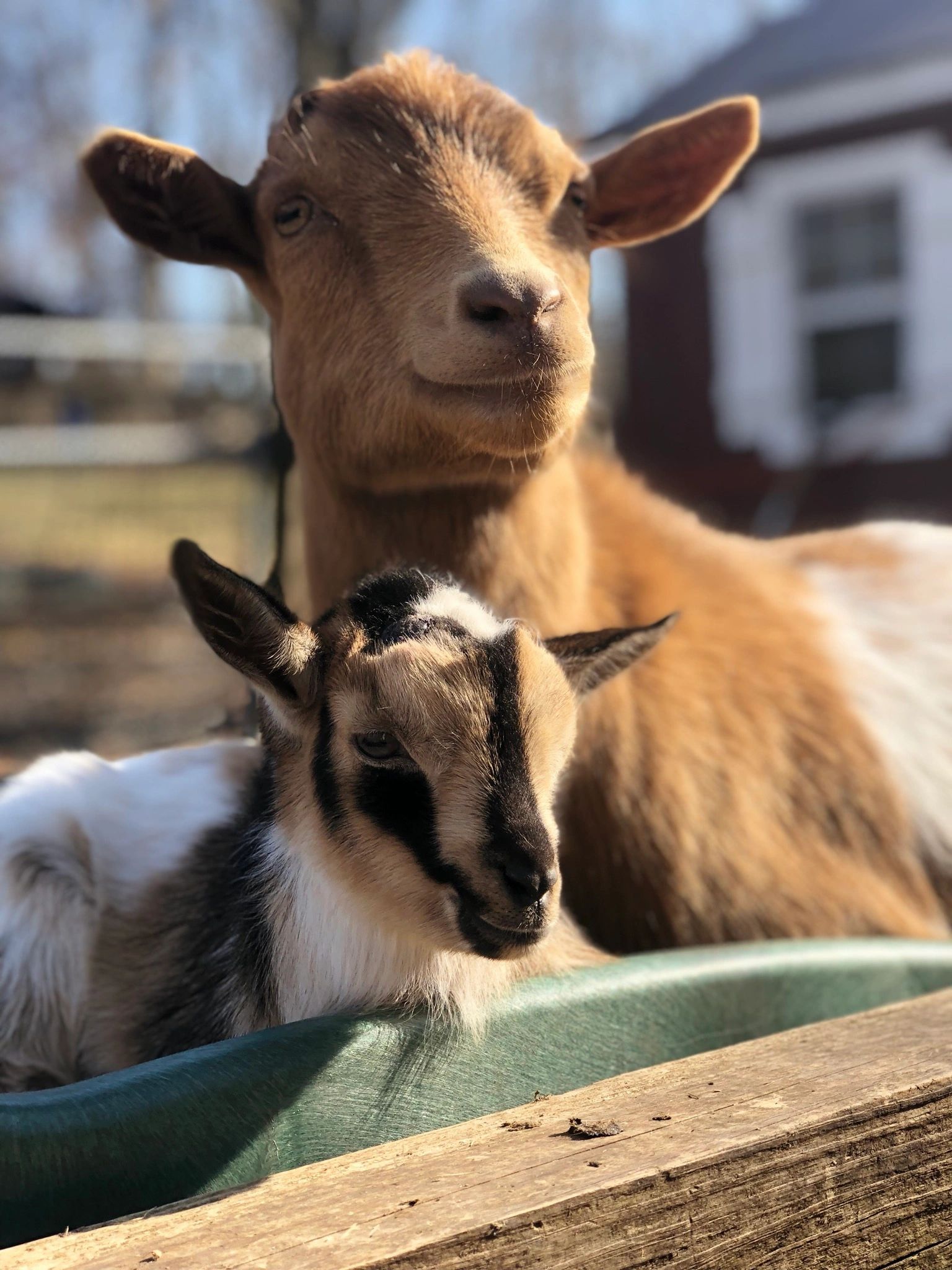 Nurse to Farm Girl Goat Milk Soap, Goat Milk Soap, Farm Animals
