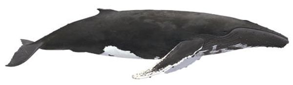 black and white humpback whale