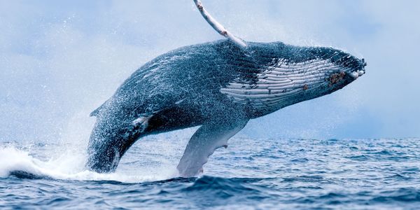 Whale breaching