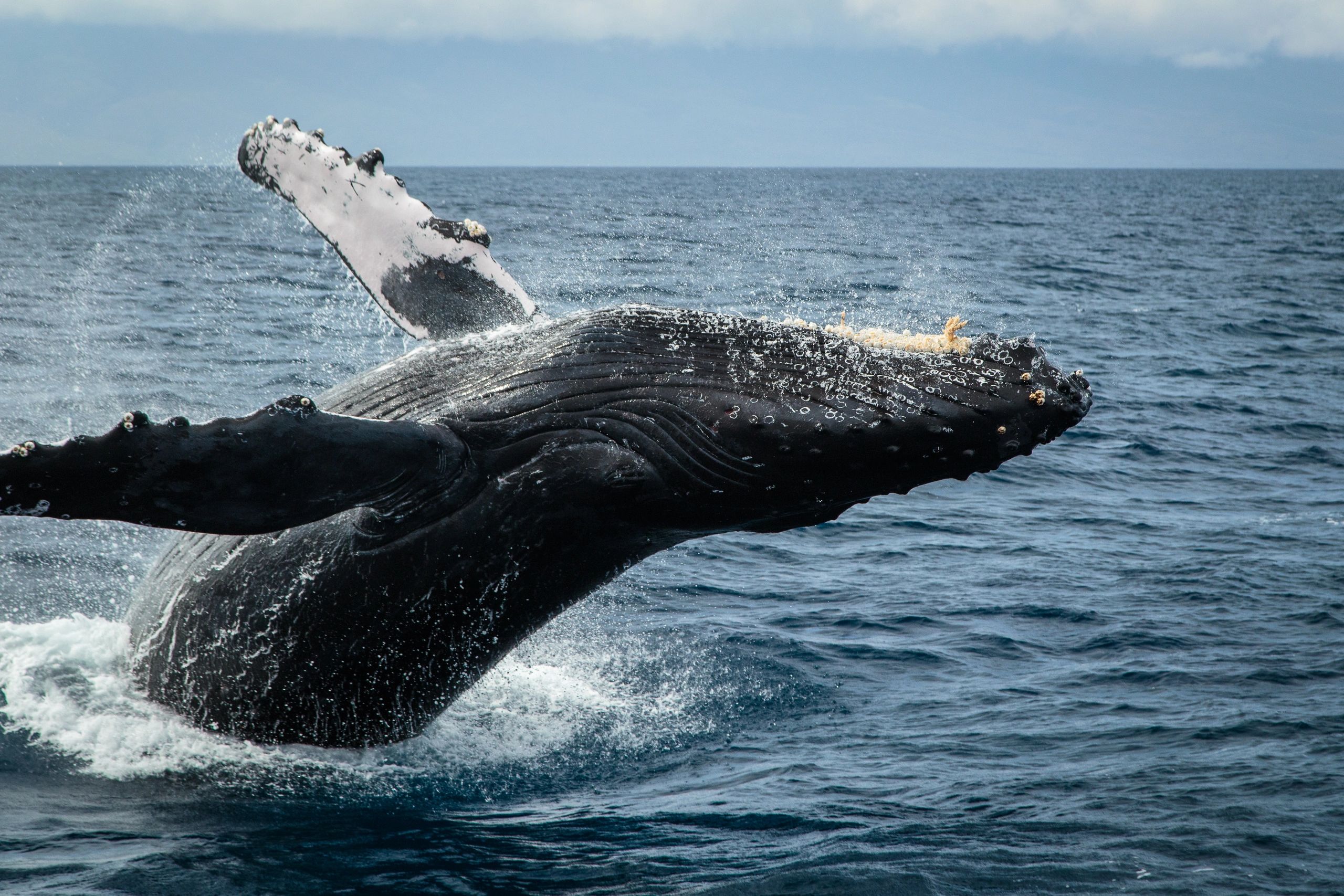 whale watching tour discount