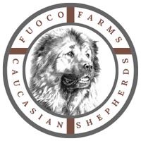 Fuoco Farms Caucasian Shepherds