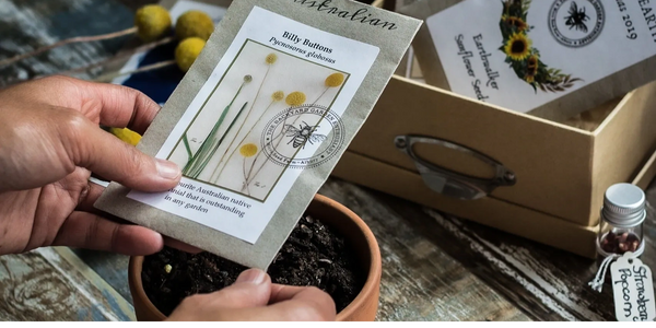 How to grow Australian native flower and grass seed|Billy Button Seed|Native Seed for sale