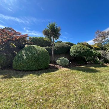 A sunny garden with neatly trimmed bushes and a clear blue sky.